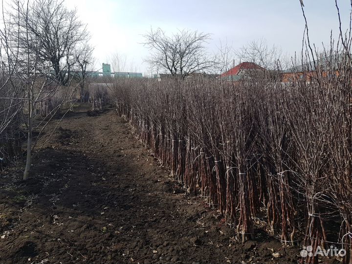 Саженцы плодовых деревьев