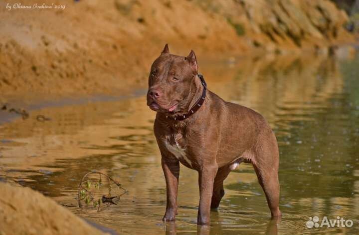 Питбуль-щенки