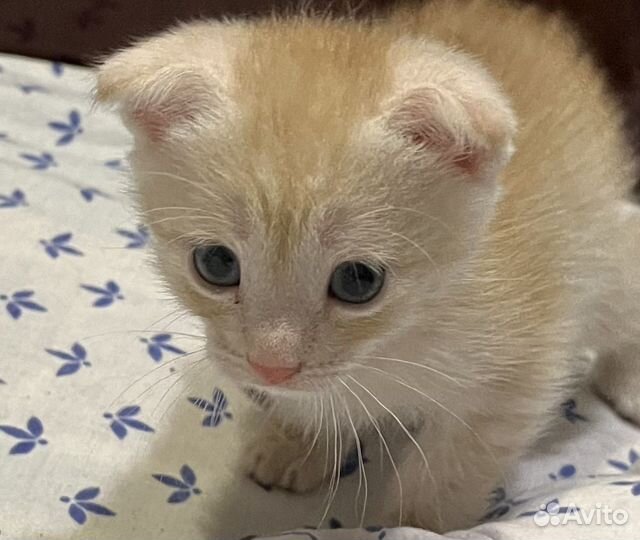 Вислоухий рыжик