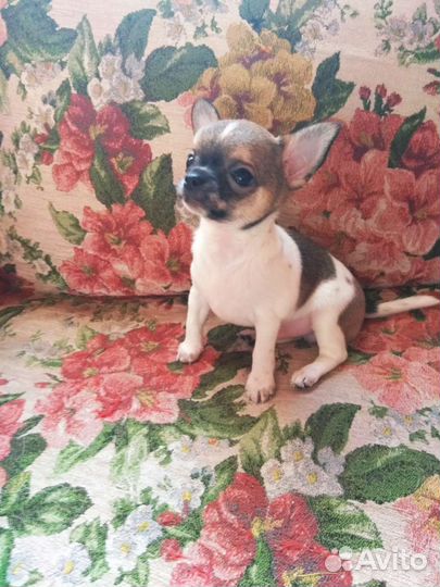 Щенок чихуахуа