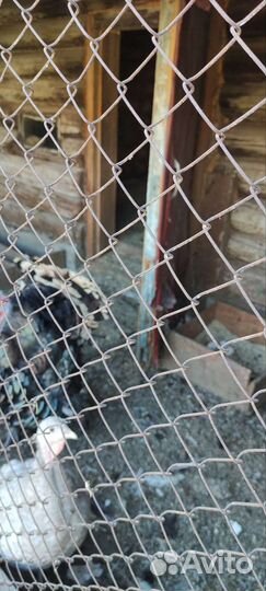 Гуси, утки, индюки