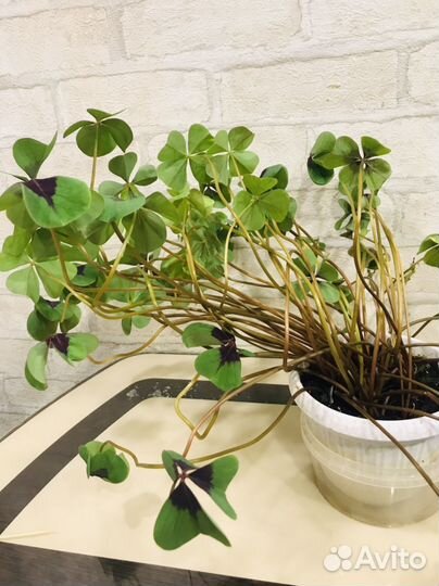 Оксалисы (Кислица) Зефирантес