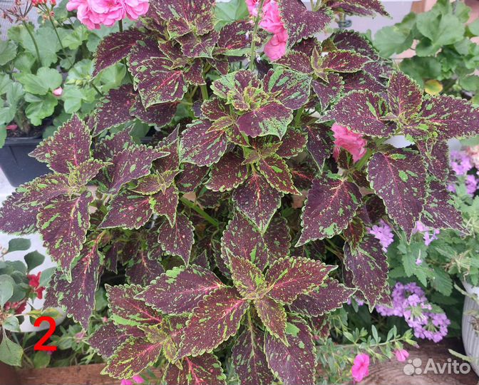 Колеусы. срезы