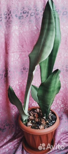 Сансевиерии разные