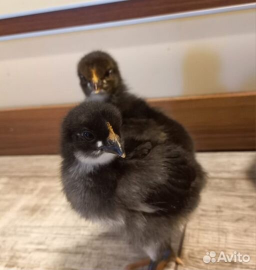 Цыплята микс пород