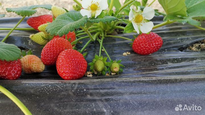 Пересадка клубники