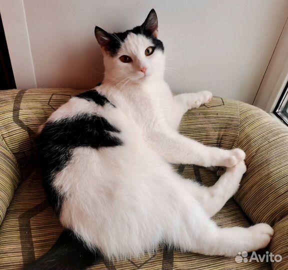 Котик из приюта