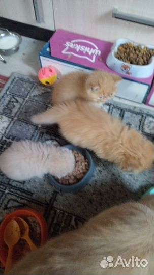 Персидская