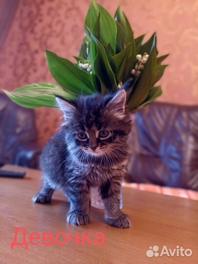Котята