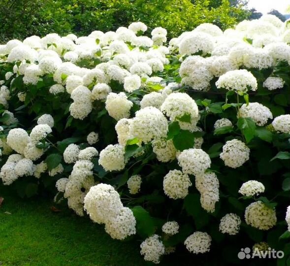 Гортензии метельчатые, древовидные и крупнолистные