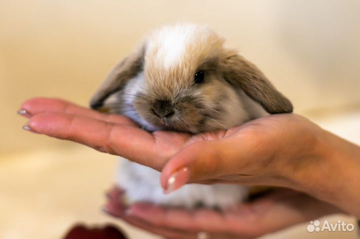 Декоративные вислоухие крольчата