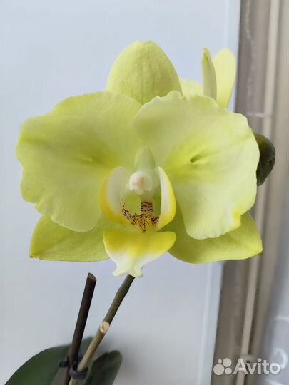 Орхидея Green apple бабочка цветёт