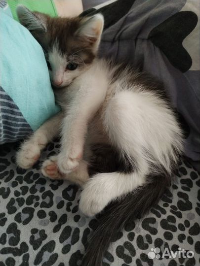 Отдам кота в добрые руки