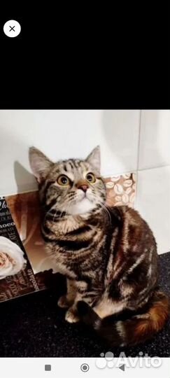 Шотландочка Скоттиш страйт