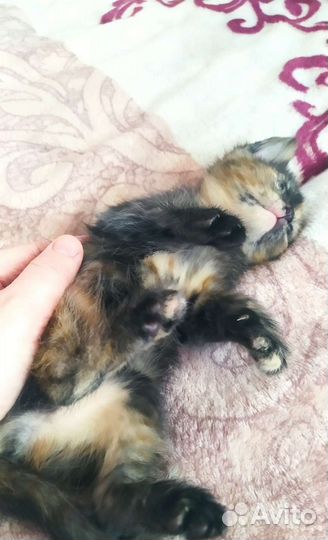 Кошечка в добрые руки