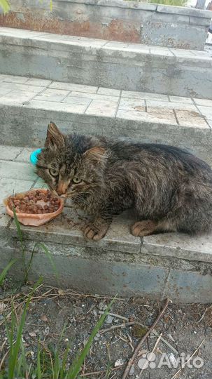 Замечательный котик ищет дом