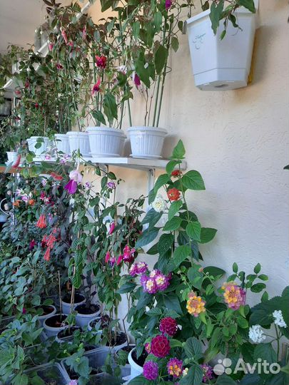 Шикарные цветы, растения