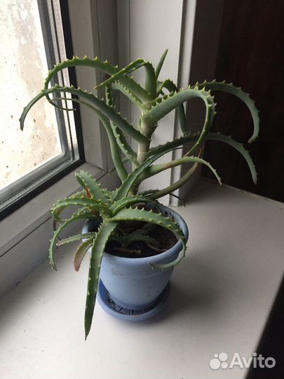 Алоэ столетник