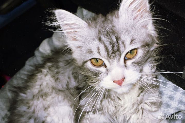 Котенок в добрые руки