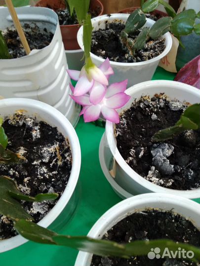 Декабрист (шлюмбергера)