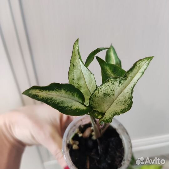 Редкие сингониумы сортовые