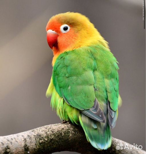 Орнитолог по птицам, осмотр онлайн консультация