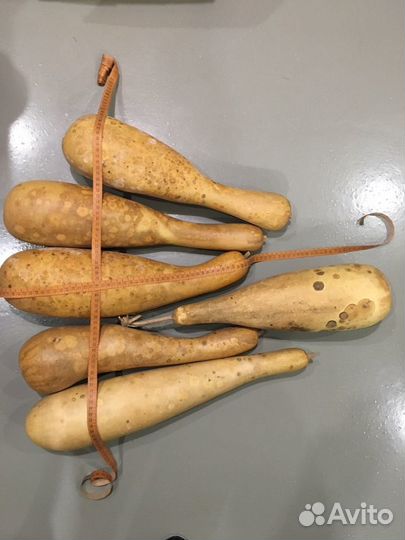 Тыква кубышка лагенария, люффа