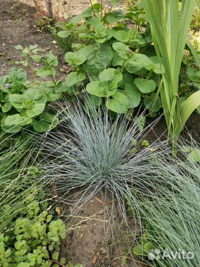 Овсяница сизая