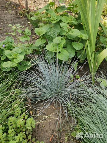 Овсяница сизая