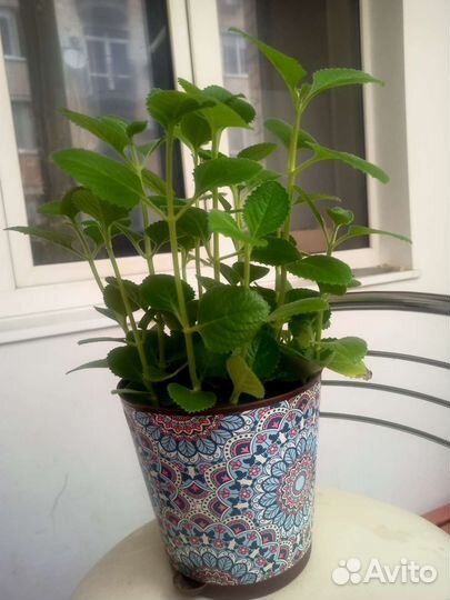 Комнатная мята плектрантус лимонная