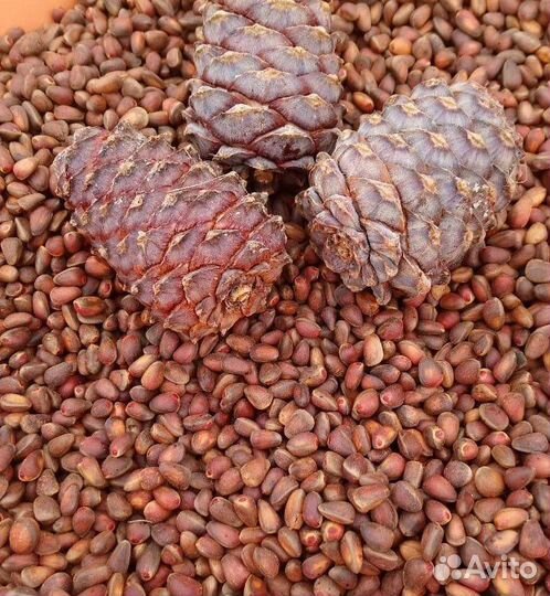 Кедровый орех оптом