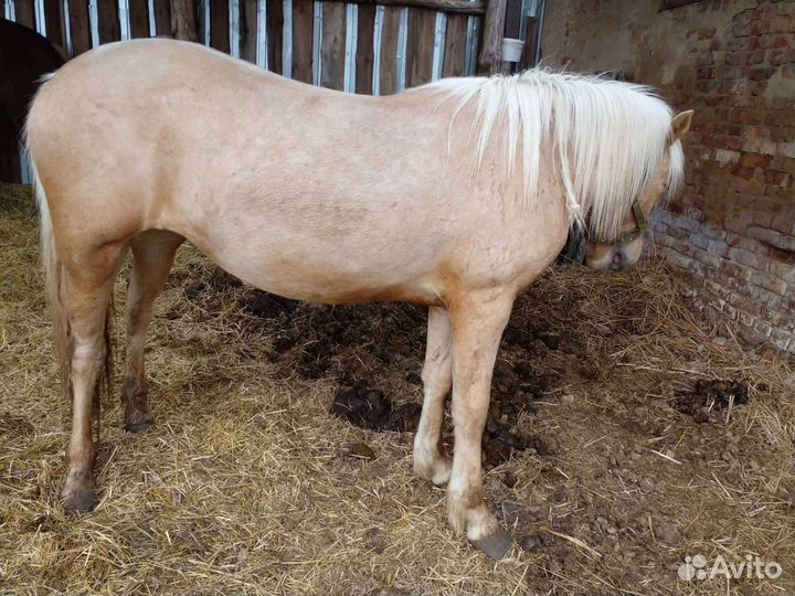 Продам лошадь