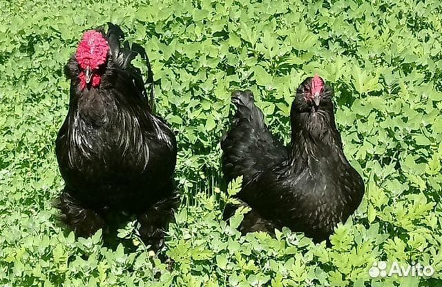 Цыплята суточные