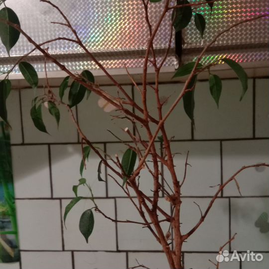 Бенджамина