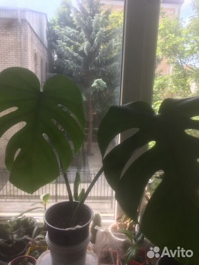 Альтернантера,синглниумы,монстера