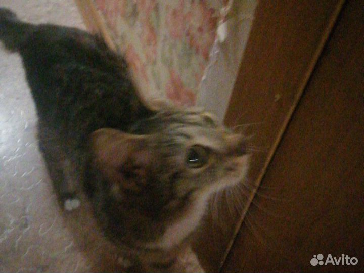 Кошка