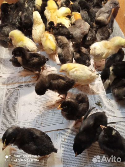 Цыплята