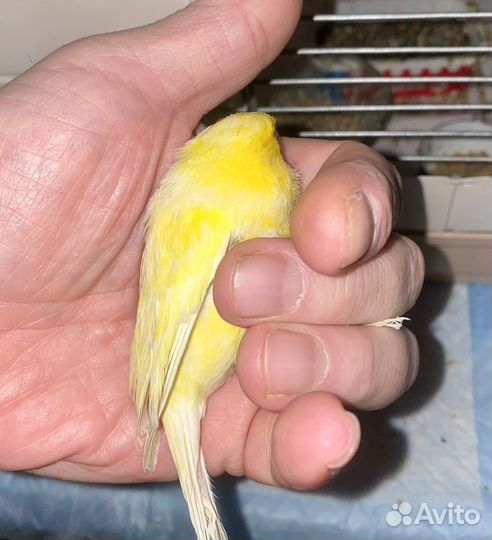 3 канарейки