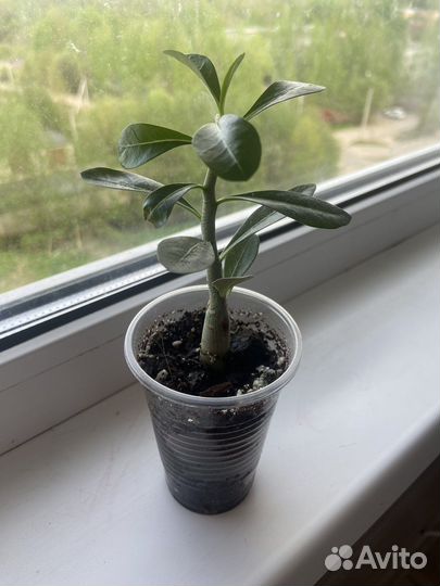 Адениум роза пустыни