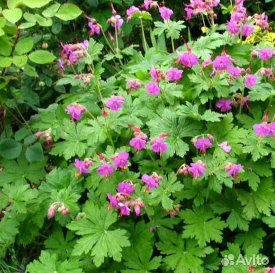 Герань садовая и лобелия многолетняя