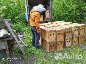 Продаются пчелы, пчелосемьи, пчелопакеты на авито