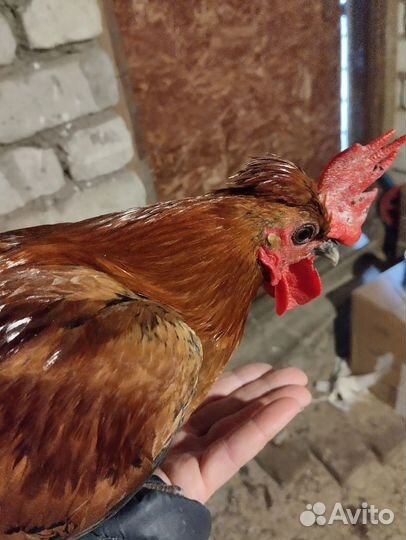 Декоративный петух