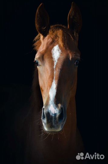 Верховая езда, катание на лошади