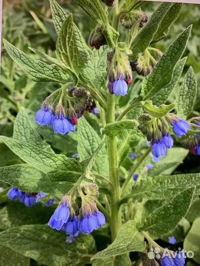 Окопник кавказкий саженцы