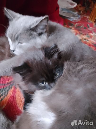 Британские котята