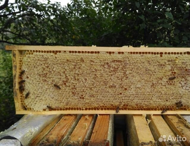 Мёд 2024 года натуральный оптом