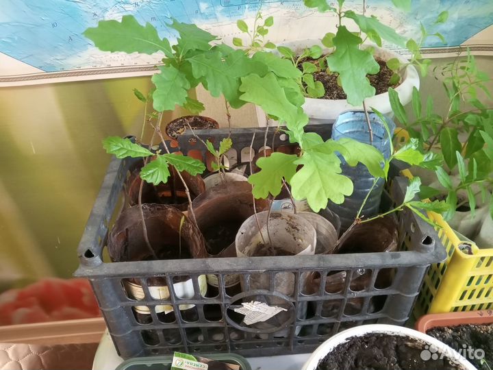 Саженцы дуб