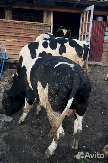 Быки на мясо