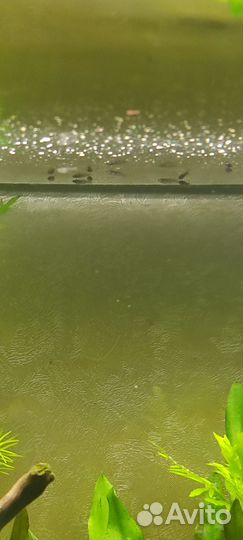 Рыбки гуппи