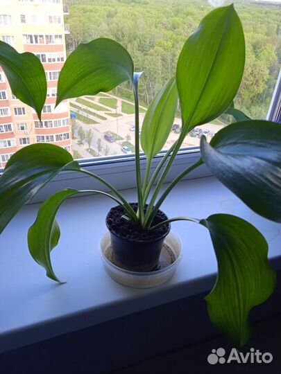 Эухарис (амазонская лилия)